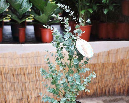 尤加利多久浇一次水？如何正确养护尤加利？