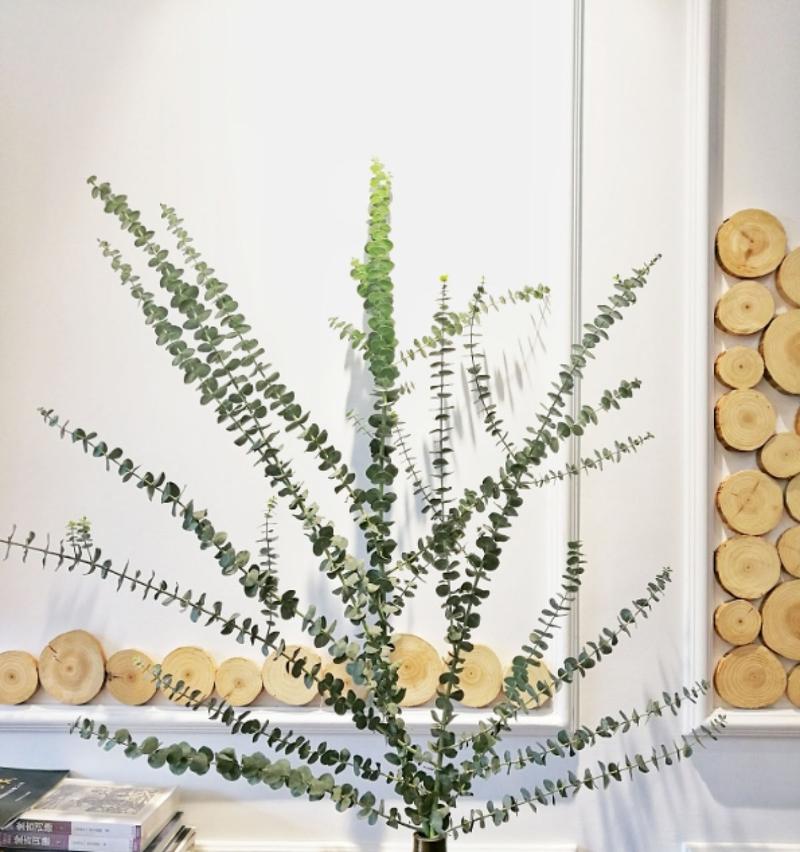 尤加利多久浇一次水？如何正确养护尤加利？