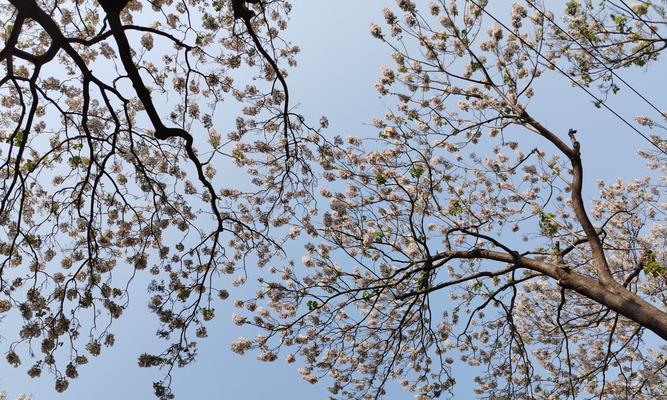 盛开在春日的泡桐花的花语与寓意（泡桐花）