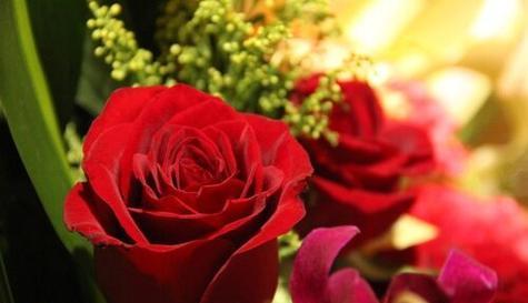 什么花代表胜利的花语？如何用花卉表达胜利的喜悦？