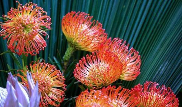 什么花代表胜利的花语？如何用花卉表达胜利的喜悦？