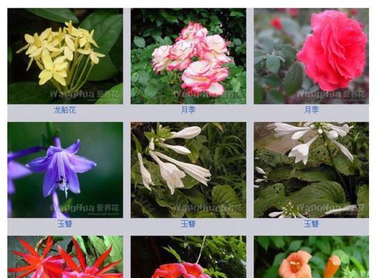 斑马花养殖方法有哪些?如何确保斑马花健康成长? 斑马花养殖方法有哪些?如何确保斑马花健康成长?