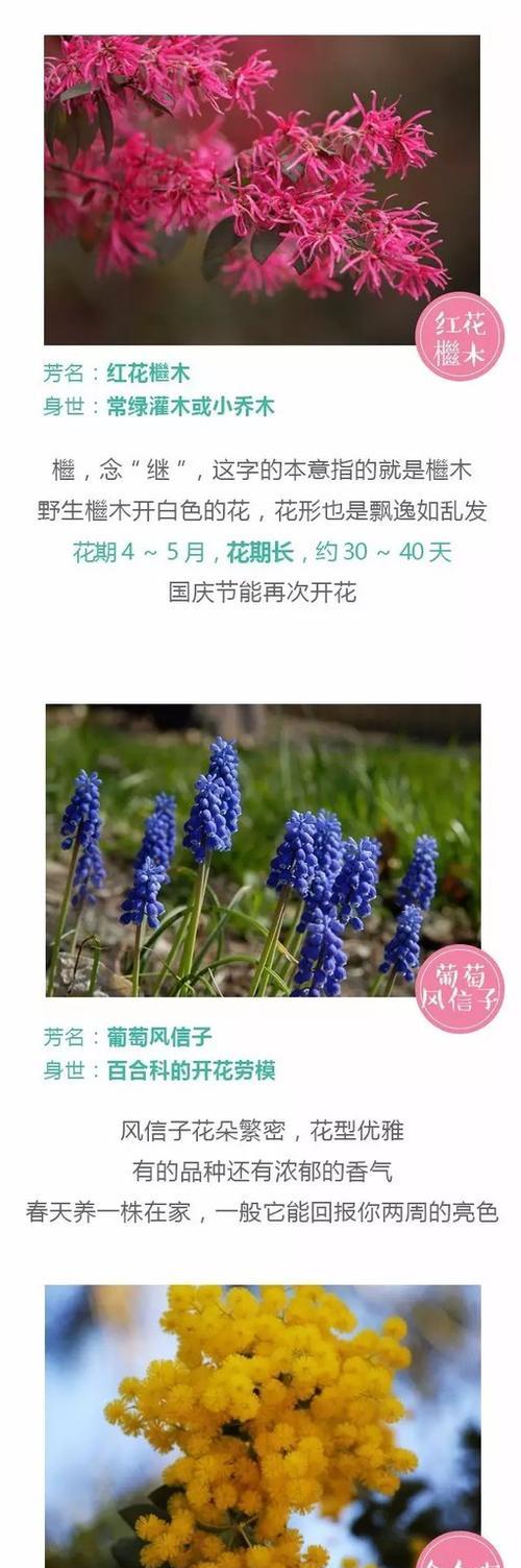 斑马花养殖方法有哪些?如何确保斑马花健康成长? 斑马花养殖方法有哪些?如何确保斑马花健康成长?