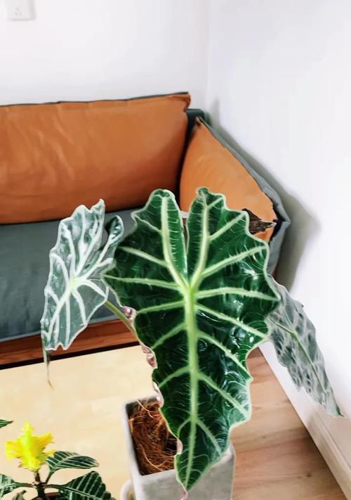 斑马花养殖方法有哪些?如何确保斑马花健康成长? 斑马花养殖方法有哪些?如何确保斑马花健康成长?