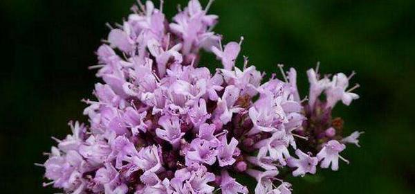 百里香好养吗？养殖方法和养护要点是什么？