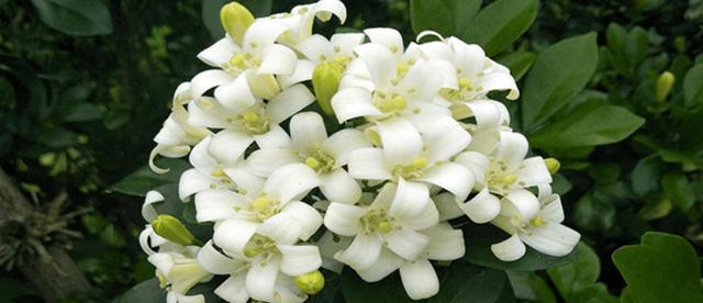 百里香好养吗？养殖方法和养护要点是什么？