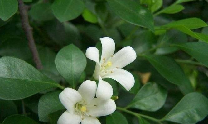 百里香好养吗？养殖方法和养护要点是什么？