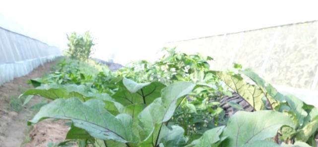 茄子能承受的最低温度是多少？如何在冬季保护茄子免受冻害？