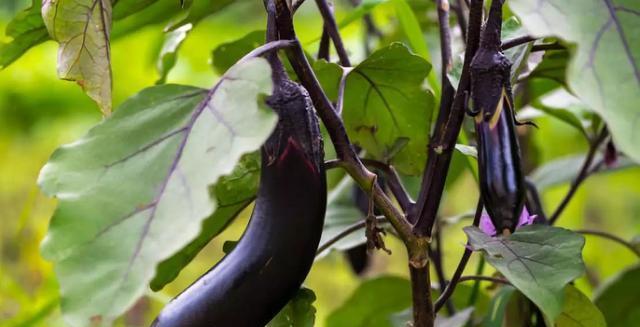 茄子能承受的最低温度是多少？如何在冬季保护茄子免受冻害？