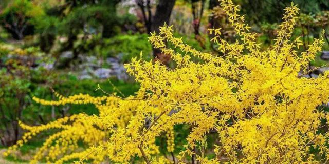 迎春花（迎春花的寓意与象征）