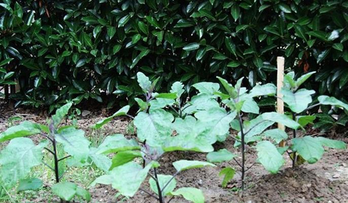 茄子能承受的最低温度是多少？如何在冬季保护茄子免受冻害？