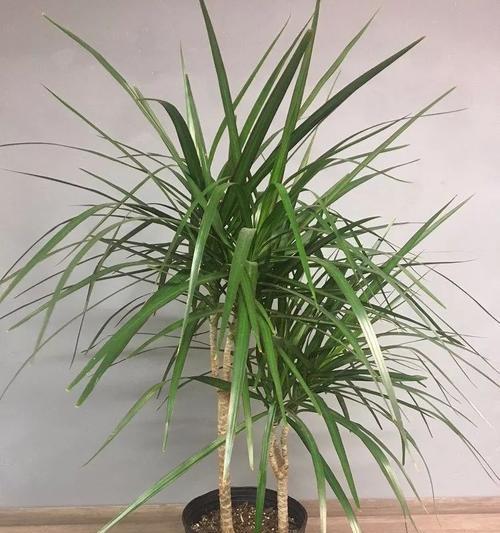 龙血树用什么土栽培最好？如何确保其生长旺盛？