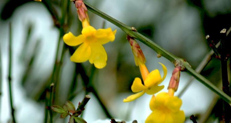 迎春花能耐受的最低温度是多少？如何在冬季保护迎春花？