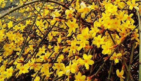 迎春花能耐受的最低温度是多少？如何在冬季保护迎春花？