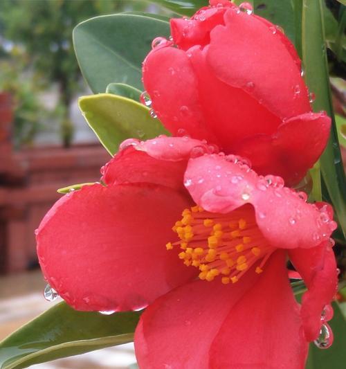 白山茶花语（探寻白山茶花语的深层寓意）