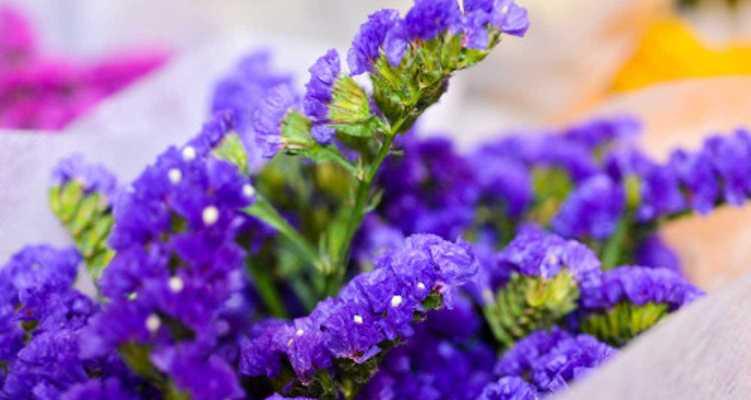 蓝色晴空月季的优缺点是什么？购买前需要考虑哪些因素？