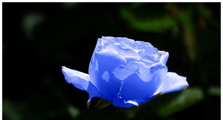 蓝色晴空月季的优缺点是什么？购买前需要考虑哪些因素？