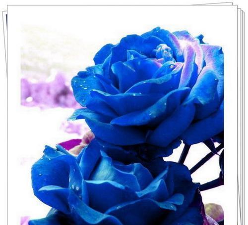 蓝色晴空月季的优缺点是什么？购买前需要考虑哪些因素？