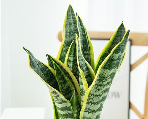 虎皮兰养殖方法是什么?养殖过程中需要注意哪些事项?