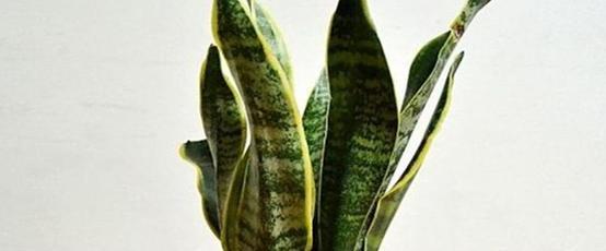 虎皮兰养殖方法是什么?养殖过程中需要注意哪些事项? 虎皮兰养殖方法是什么?养殖过程中需要注意哪些事项?