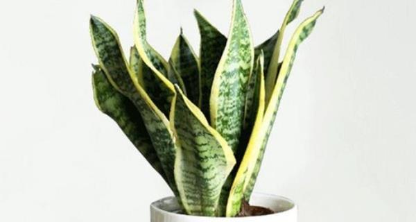 虎皮兰养殖方法是什么?养殖过程中需要注意哪些事项? 虎皮兰养殖方法是什么?养殖过程中需要注意哪些事项?