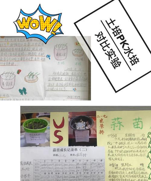 碰碰香种植的最佳时间和步骤是什么？