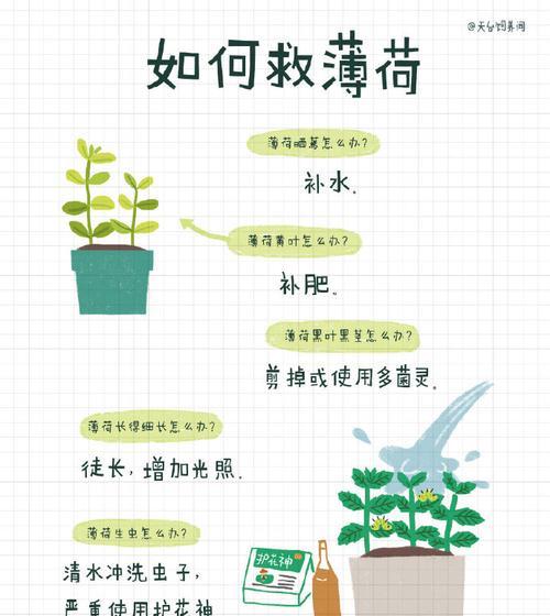 碰碰香种植的最佳时间和步骤是什么？