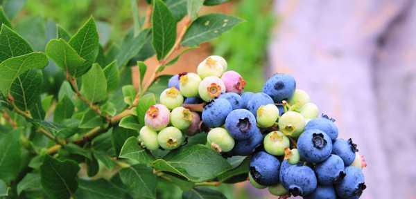 蓝莓分株的最佳时机是什么时候？分株后需要注意什么？