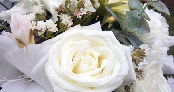 白玫瑰的花语与意义（解读9朵白玫瑰传达的深情意味）