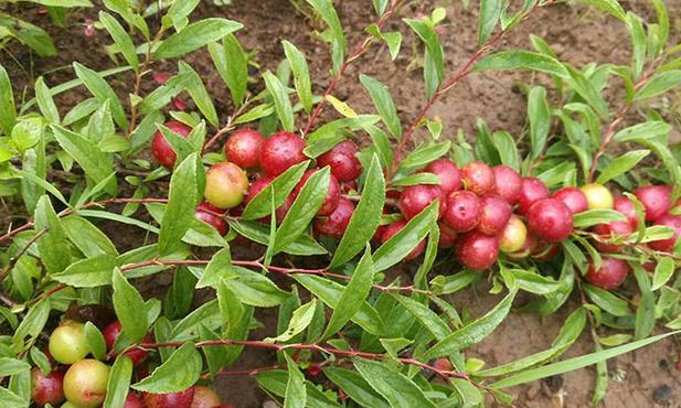 欧李几年结果实?种植后多久能收获果实? 欧李几年结果实?种植后多久能收获果实?