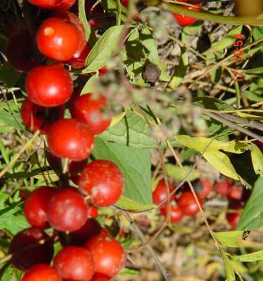 欧李几年结果实?种植后多久能收获果实? 欧李几年结果实?种植后多久能收获果实?