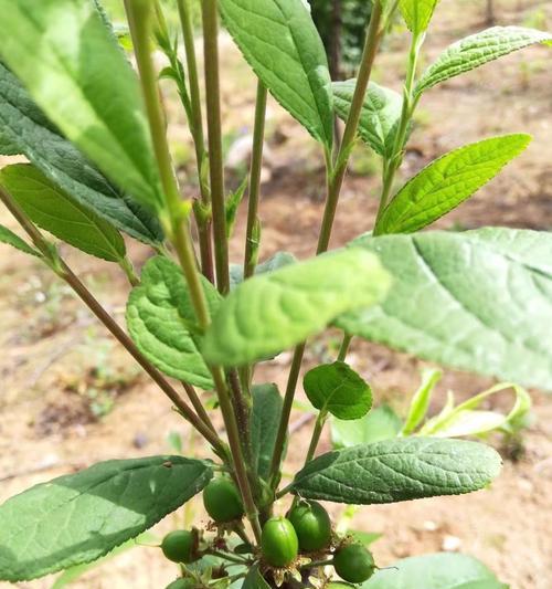 欧李几年结果实?种植后多久能收获果实? 欧李几年结果实?种植后多久能收获果实?