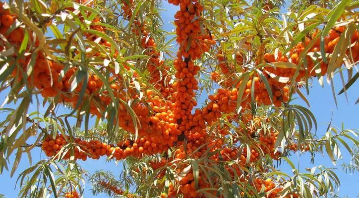 沙棘树通常生长在哪些地区？如何在家中种植沙棘树？