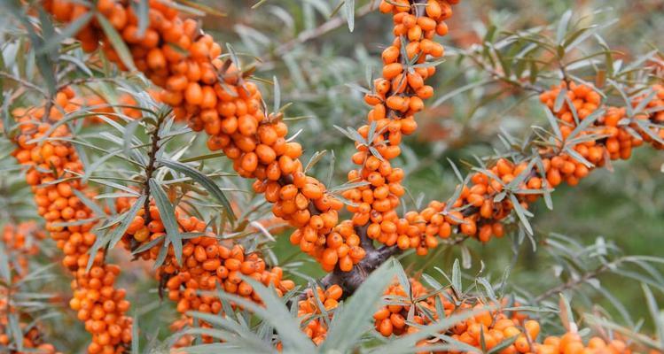 沙棘树通常生长在哪些地区？如何在家中种植沙棘树？