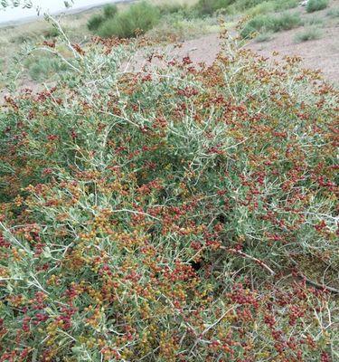 沙棘树通常生长在哪些地区？如何在家中种植沙棘树？