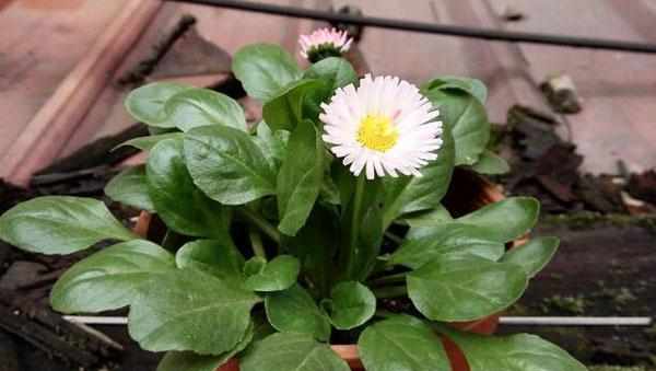 小雏菊种植的最佳时间是什么时候？如何正确栽种？