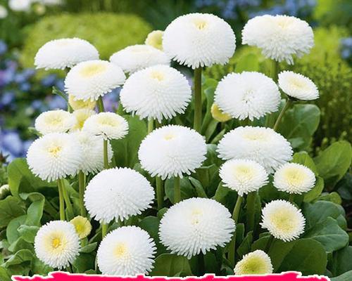 小雏菊种植的最佳时间是什么时候？如何正确栽种？