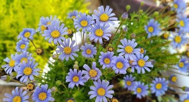 小雏菊种植的最佳时间是什么时候？如何正确栽种？