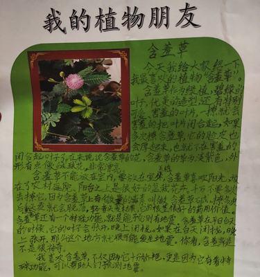 含羞草叶子卷曲是什么原因？如何正确处理？