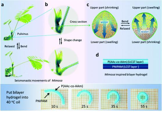 含羞草叶子卷曲是什么原因？如何正确处理？
