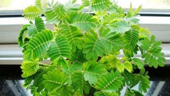 含羞草叶子卷曲是什么原因？如何正确处理？