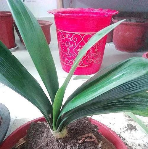 君子兰换盆后多久浇水一次？换盆后浇水的正确时机是什么？