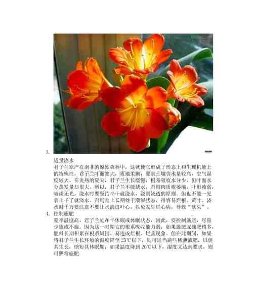 君子兰换盆后多久浇水一次？换盆后浇水的正确时机是什么？