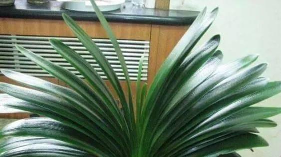 君子兰换盆后多久浇水一次？换盆后浇水的正确时机是什么？