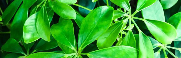 七叶莲叶子卷曲了怎么办？如何正确处理叶子卷曲问题？