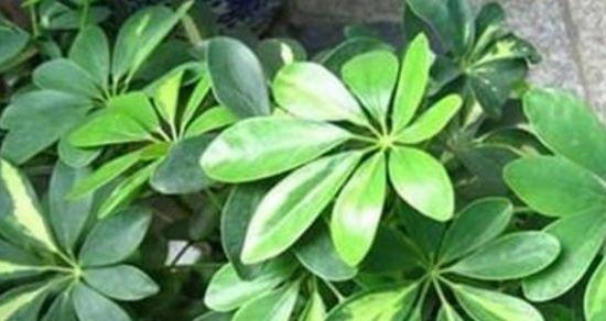 七叶莲叶子卷曲了怎么办？如何正确处理叶子卷曲问题？