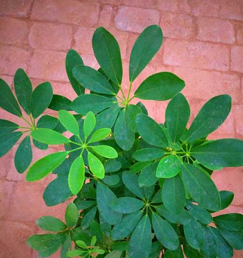 七叶莲叶子卷曲了怎么办？如何正确处理叶子卷曲问题？