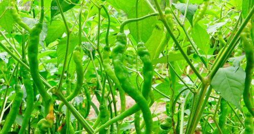 辣椒属于什么植物分类?辣椒是哪种作物?