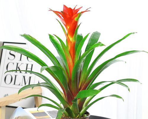 鸿运当头种植应该选择大盆还是小盆？如何决定？