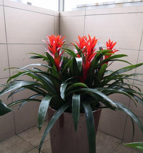 鸿运当头种植应该选择大盆还是小盆？如何决定？